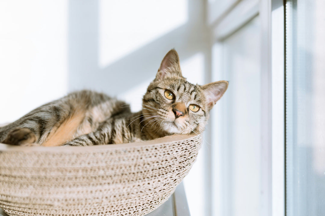 Perché i gatti cercano il sole anche quando fa caldo?