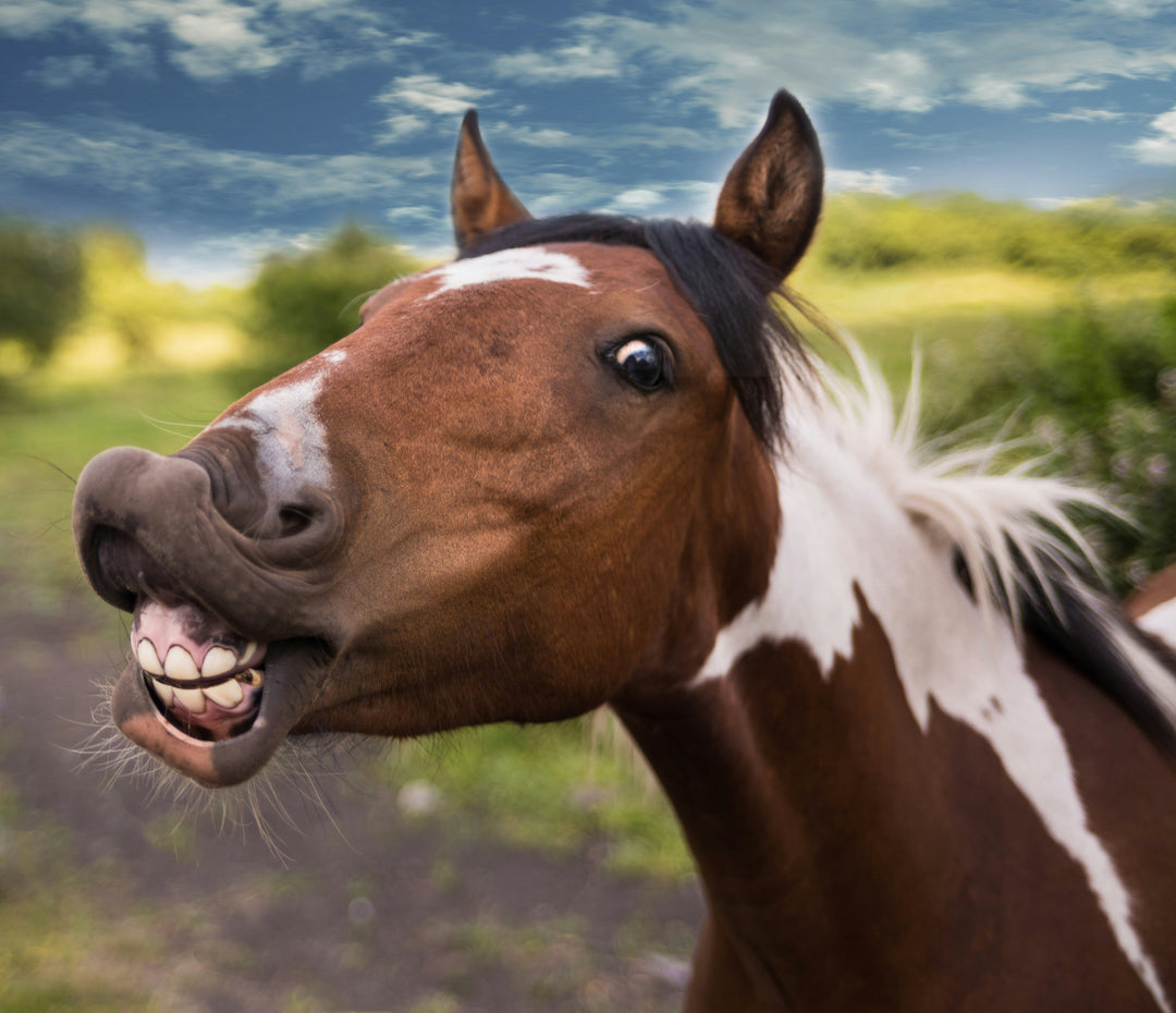 Il cavallo sta ridendo di te? La verità dietro il "sorriso" equino