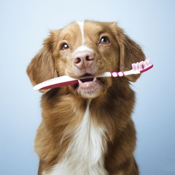 Cura e Igiene del cane