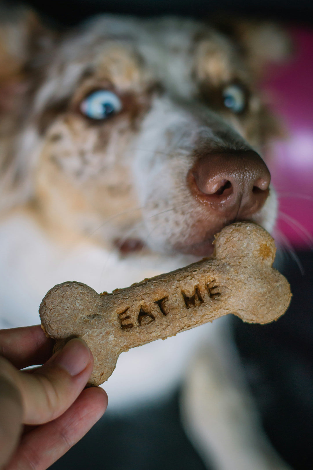 Snack e Masticativi per cani