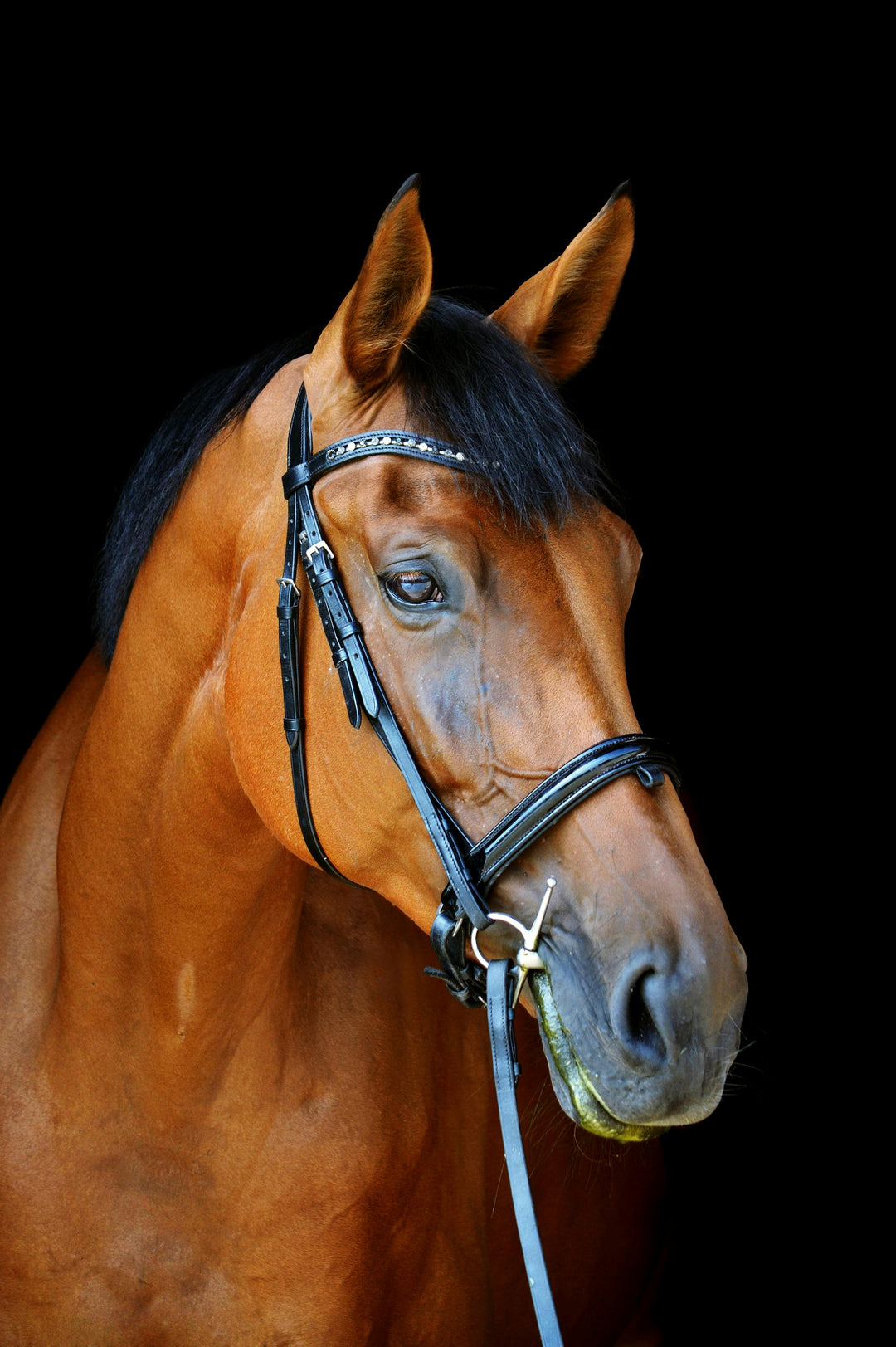 Cavallo