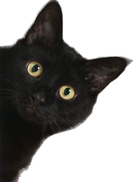 Gatto
