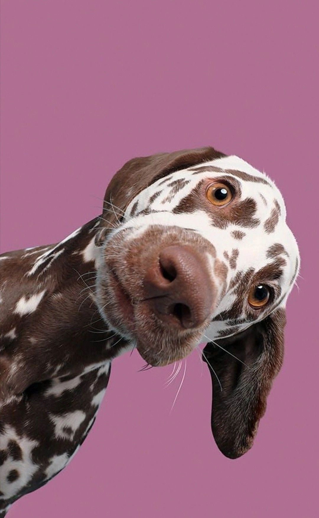 Cane