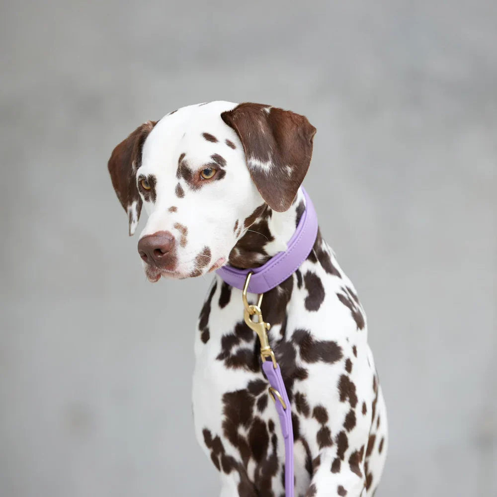 Collari e Pettorine per cani