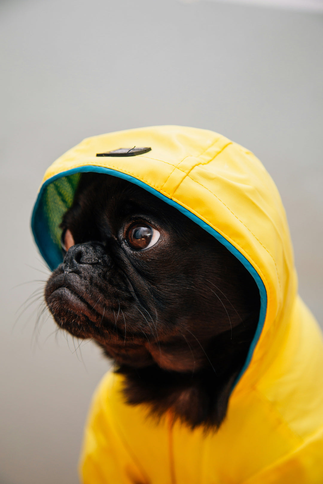 Abbigliamento per cani
