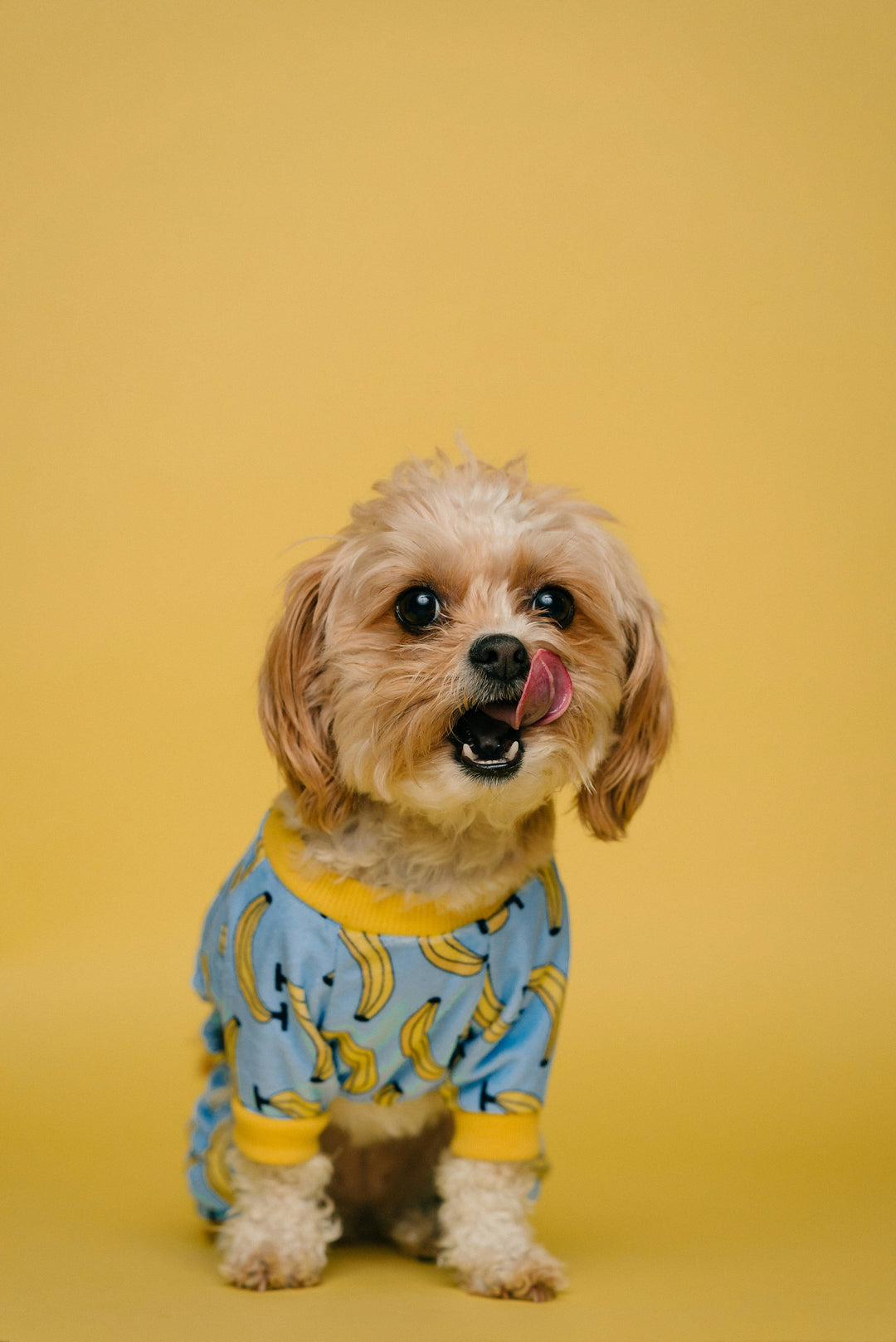 Cappotti per cani