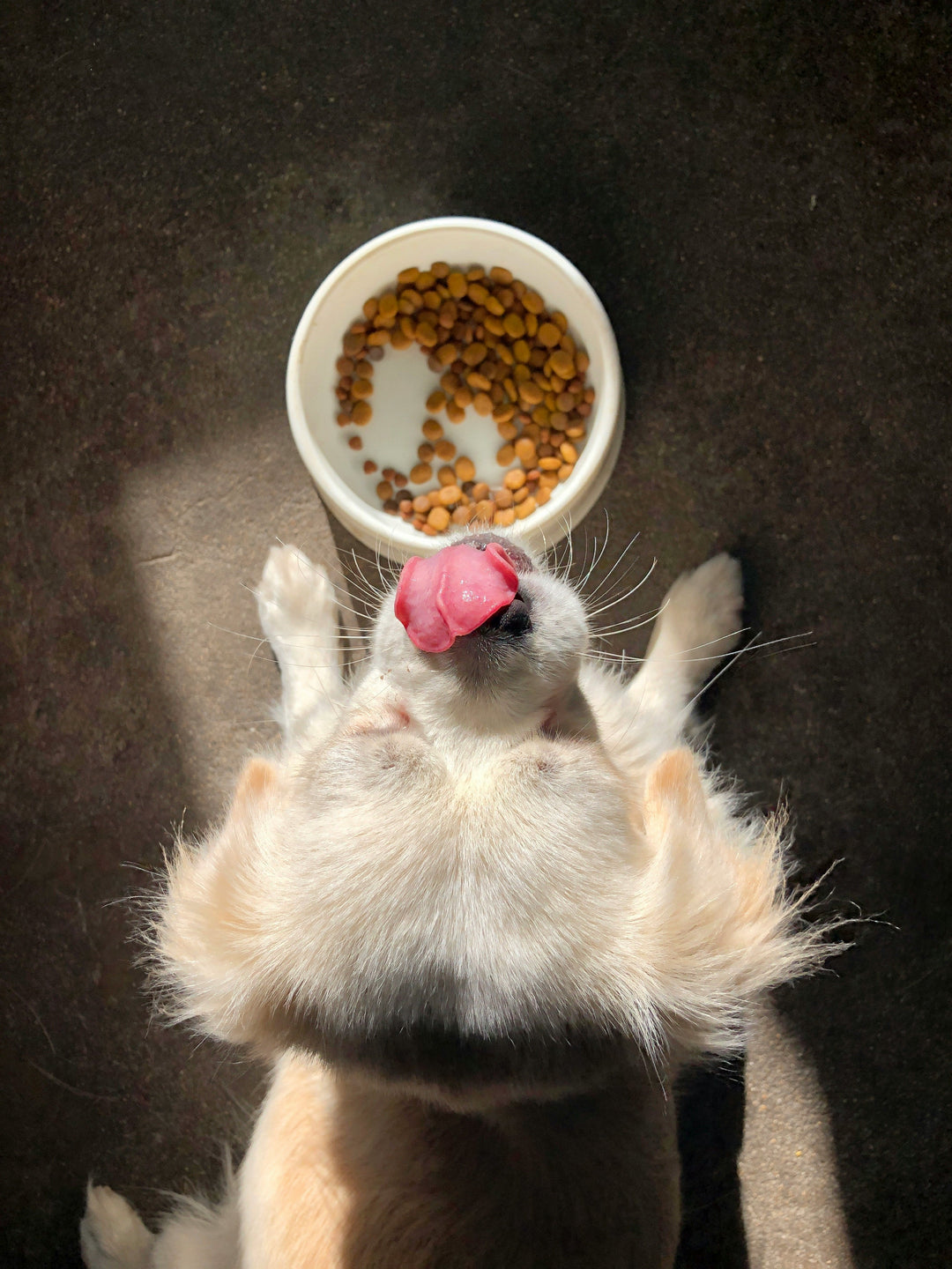 Ciotole per cani