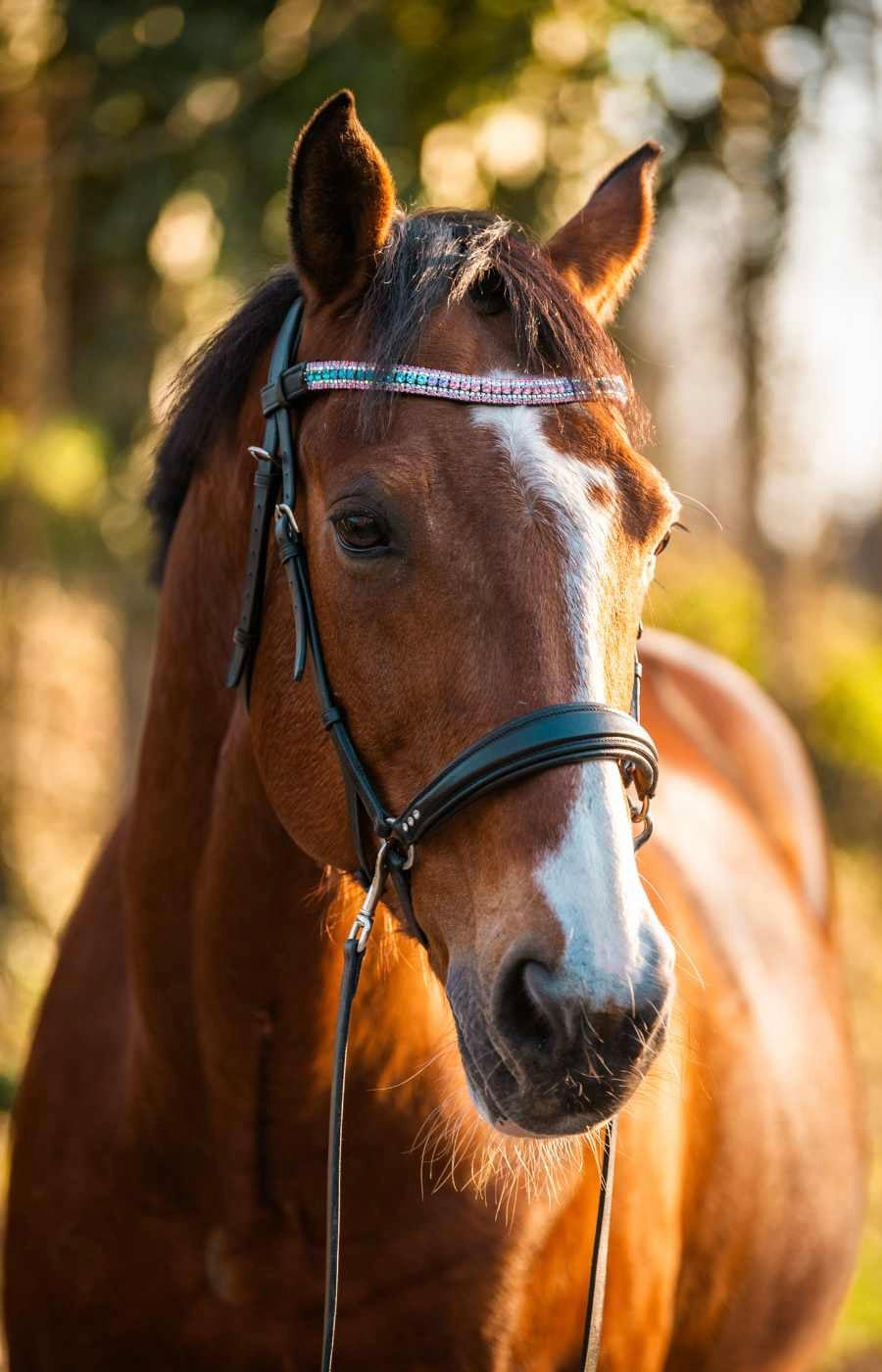 FRONTALINO UNICORN U - SNB