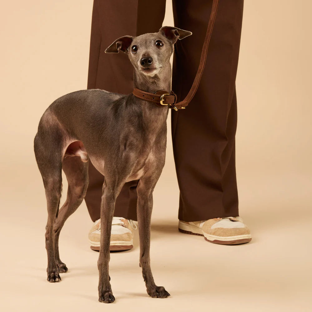WILLIAM WALKER - GUINZAGLIO IDROREPELLENTE E WATERPROOF